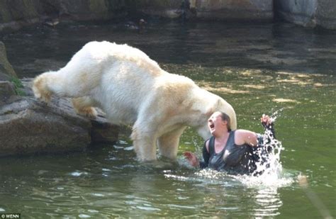 Polar Bear Attacks Woman At Berlin Zoo | Curious, Funny Photos / Pictures