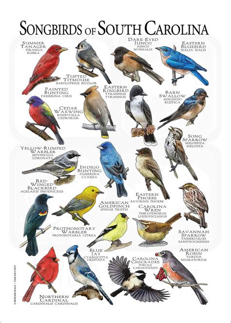 Songbirds of South Carolina Poster Print