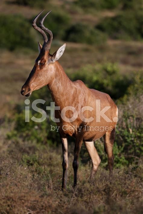 Red Hartebeest Antelope Stock Photo | Royalty-Free | FreeImages