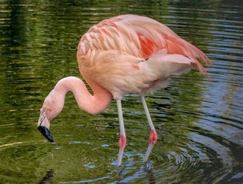 Bolivian Wildlife Trivia. Interesting Facts About Birds and Animals