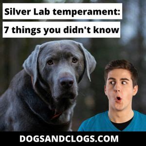 Silver Lab Temperament: 7 Things You Didn’t Know (2023) - DogsAndClogs