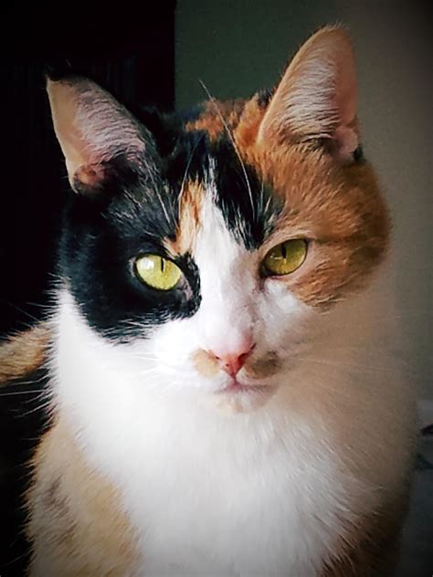 My beautiful calico cat Cami. : r/cats