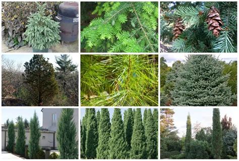 9 USDA Zone 4 Evergreen Trees To Plant Today