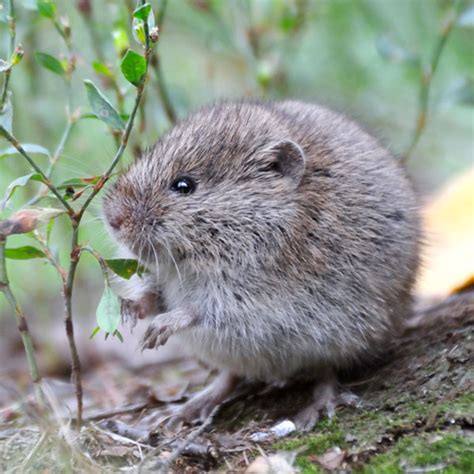 Vole Identification, Habits & Behavior | Florida Pest Control