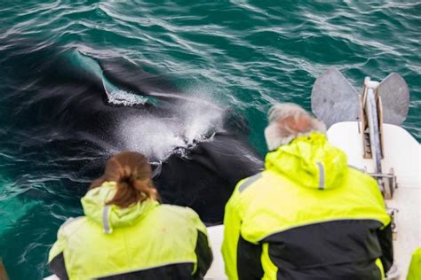 Whale Watching Tour in Reykjavik | 5 Star Rated | Best Price Guarantee