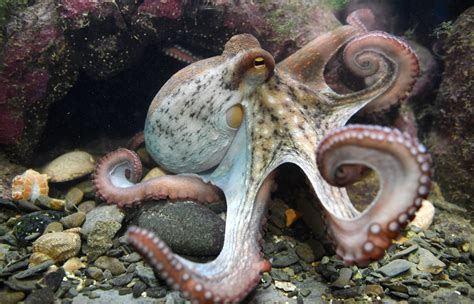 For Cephalopod Week, Dive Into the World of Octopuses, Squids and More - The New York Times