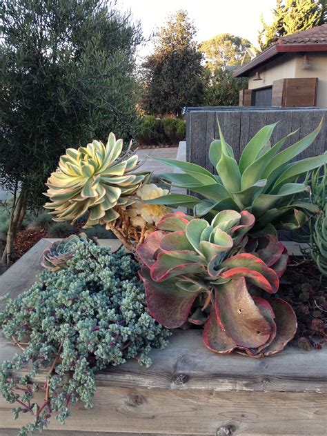 10+ Large Succulents For Landscaping – HOMYRACKS