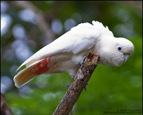 Birds from Palawan | | :: Birding Adventure Philippines | Guided birdwatching tours anywhere in ...