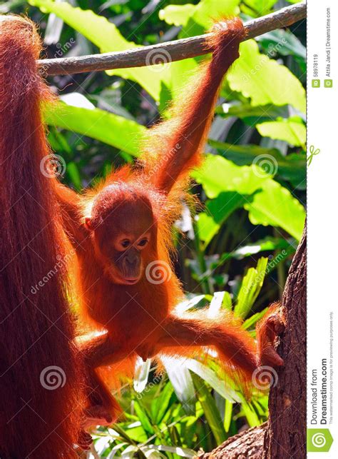 Orangutan baby stock image. Image of hair, huge, foliage - 58978119