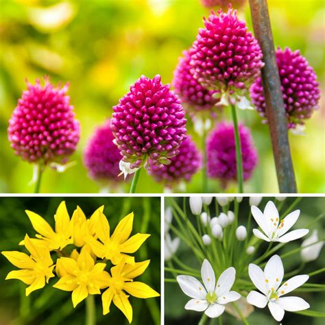 Allium Planting Guide – Easy To Grow Bulbs