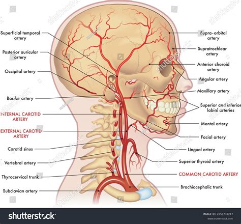 838 Carotid Artery Anatomy Images, Stock Photos & Vectors | Shutterstock