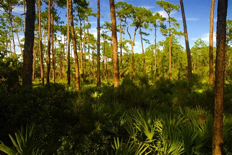 Florida Pine Forest Painting by David Lee Thompson - Fine Art America