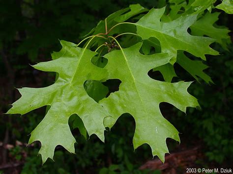 Quercus rubra (Northern Red Oak): Minnesota Wildflowers