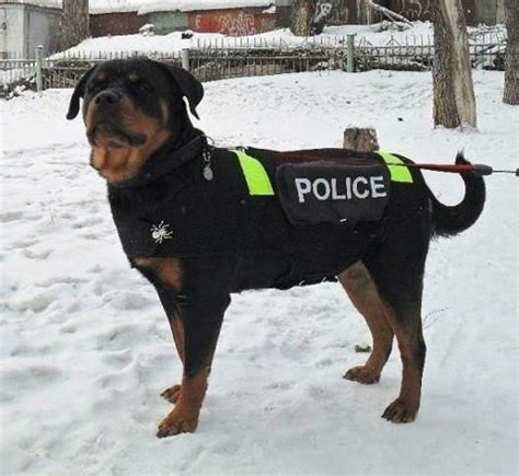 Officer Rottweiler