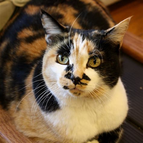 Calico Cat Closeup – Photos Public Domain