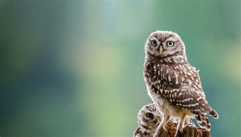 Little Owl | BTO - British Trust for Ornithology