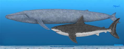 Blue Whale and Megalodon size comparison by SameerPrehistorica on ...