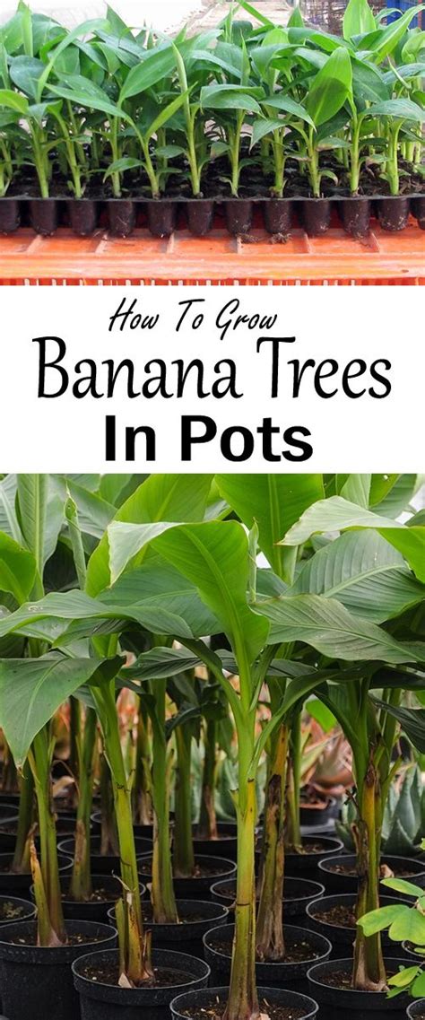 Growing Banana Trees in Pots at Home, How to Grow Banana Trees - Everything About Garden ...