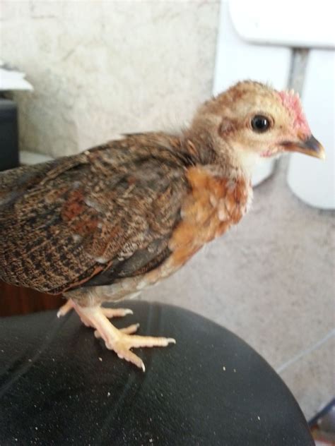 5 week old bantam welsummer or brown leghorn, pullet or cockerel? | BackYard Chickens - Learn ...