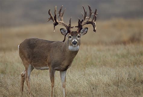 Whitetail Deer