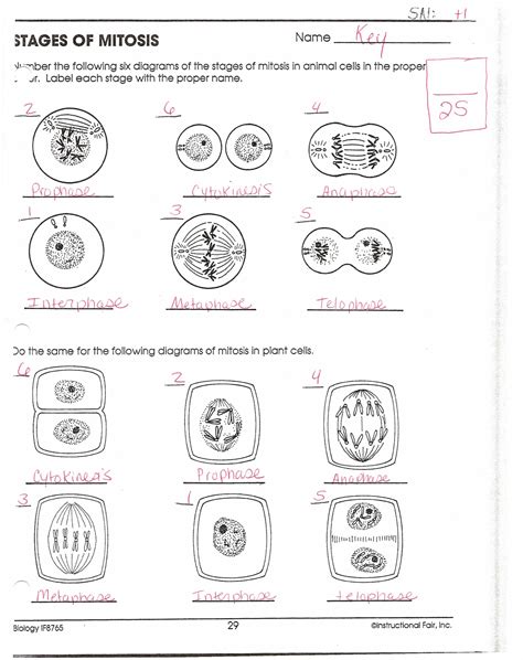 Phases Of Mitosis Worksheet Answers