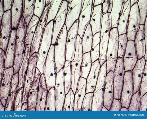 Onion Epidermal Cells Under Microscope