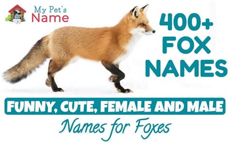 Fox Names – 400+ Funny & Cute Names for Foxes | My Pet's Name