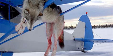 Take Action to Help Alaska's Wolves - EcoWatch