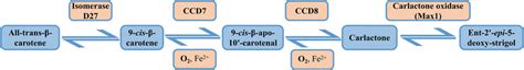 The strigolactone (SL) biosynthesis pathway from all-trans-β-carotene... | Download Scientific ...