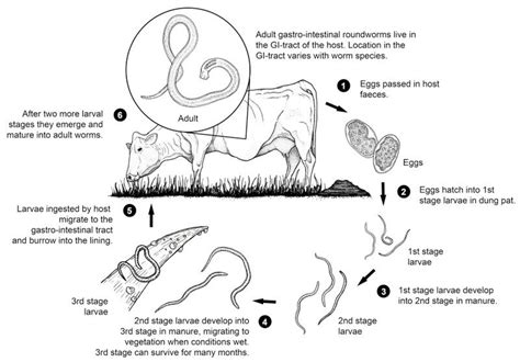 Roundworm: Gastro-Intestinal Nematode Life Cycle - WormBoss