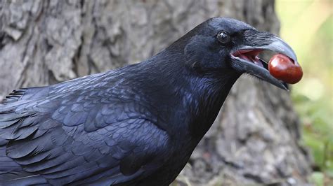 Ravens & Crows | Nature | PBS