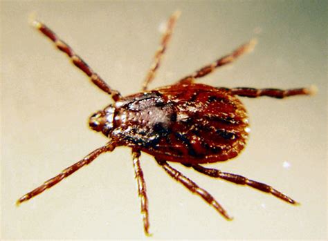 Brown Dog Tick - Plant & Pest Diagnostics