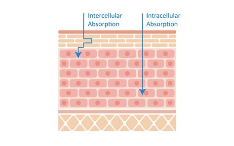 Can Skin Absorb That? Everything You Want To Know About Skin Absorption of Chemicals from ...