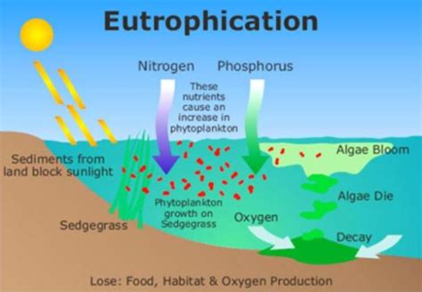 Eutrophication- Definition, Causes, Classification, Effects and FAQs on ...