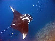 Giant oceanic manta ray - Wikipedia