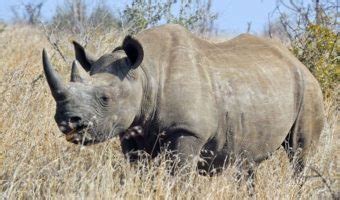 Black Rhinoceros - Facts, Diet & Habitat Information