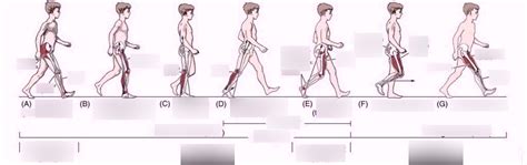 gait cycle Diagram | Quizlet