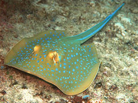 Blue-Spotted Ribbontail Stingray Information and Picture | Sea Animals