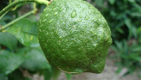 How to Care for a Persian Lime Tree | Garden Guides