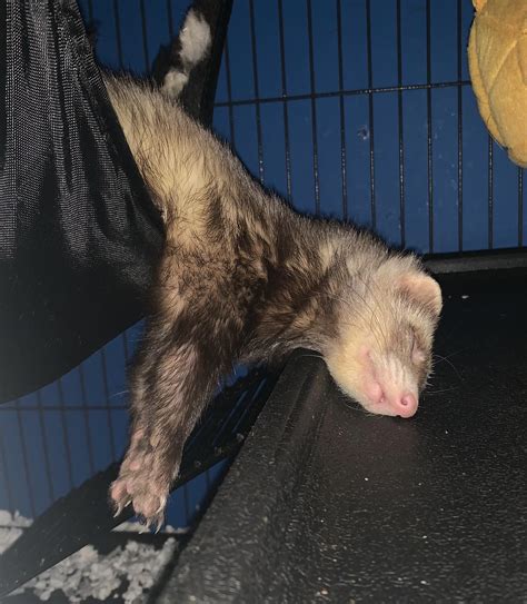 My boy’s ferret sleeping : r/aww