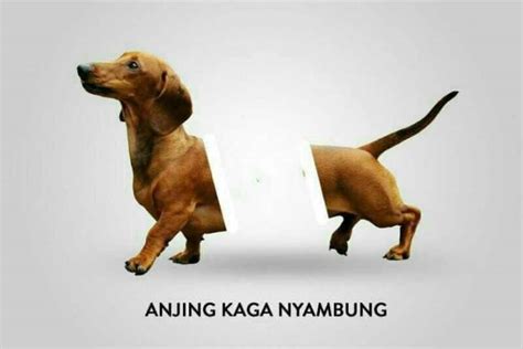 Lucu Meme Anjing Doge Shiba Cheems Raza Anjing Balltze Kuning Cual Mediaindonesia - Jenis Anjing