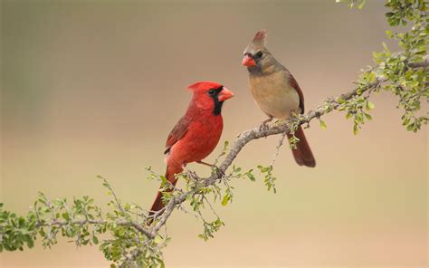 Northern Cardinal | Audubon Field Guide