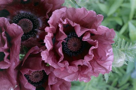 11 Garden Poppies: One for Any Region