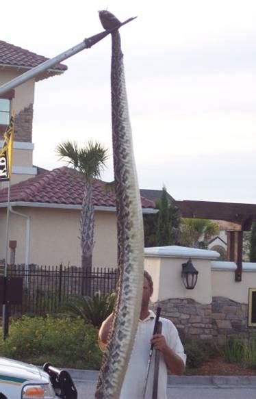 Snake Removal near me - Wildlife Removal Services of Florida