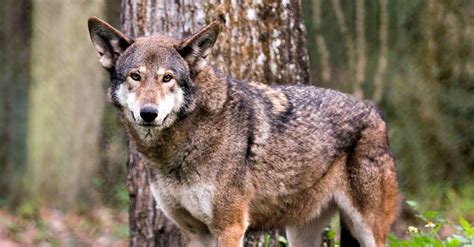 10 Incredible Red Wolf Facts - AZ Animals