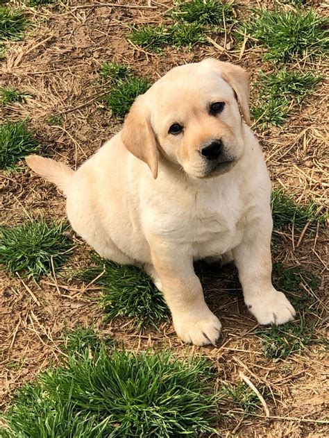 English Lab Puppies For Sale In Ct / 38 Best Pictures English Chocolate Lab Puppies For Sale In ...