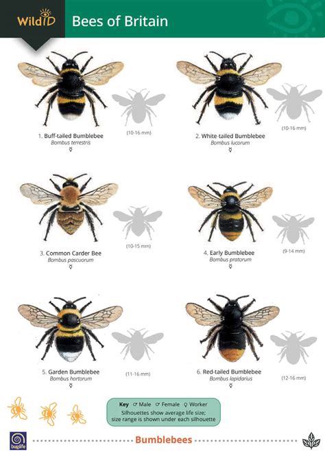 Identifying Honey Bees