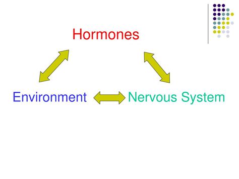 PPT - Hormones and Behavior PowerPoint Presentation, free download - ID:4555813