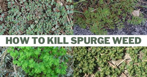 How to Kill Spurge Weed? Natural and Chemical Ways