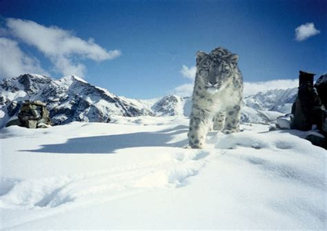 Top 10 Facts About Snow Leopard | Owlcation